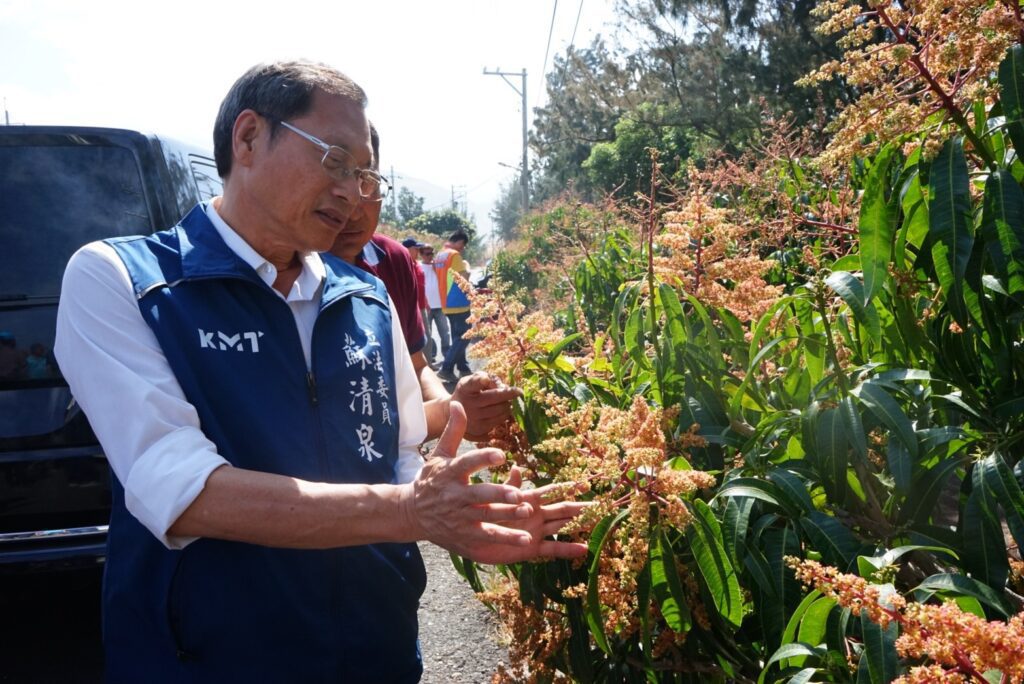 枋山芒果遇蟲災嚴重落果  蘇清泉籲農政單位正視救助