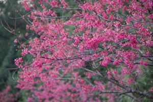 石碇二格頭櫻花綻放　春節賞櫻好去處