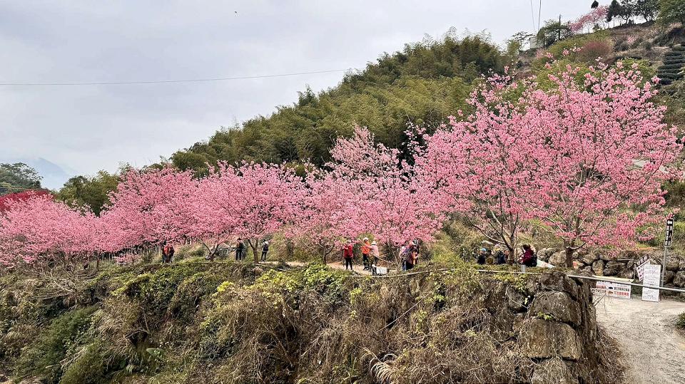 石壁美人谷成粉紅仙境　18公頃1萬株櫻花盛開