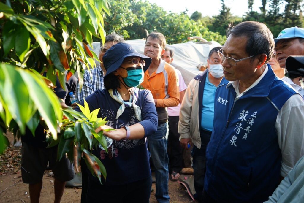 荔枝不開花恐影響收成   立委蘇清泉堪災允儘速協助