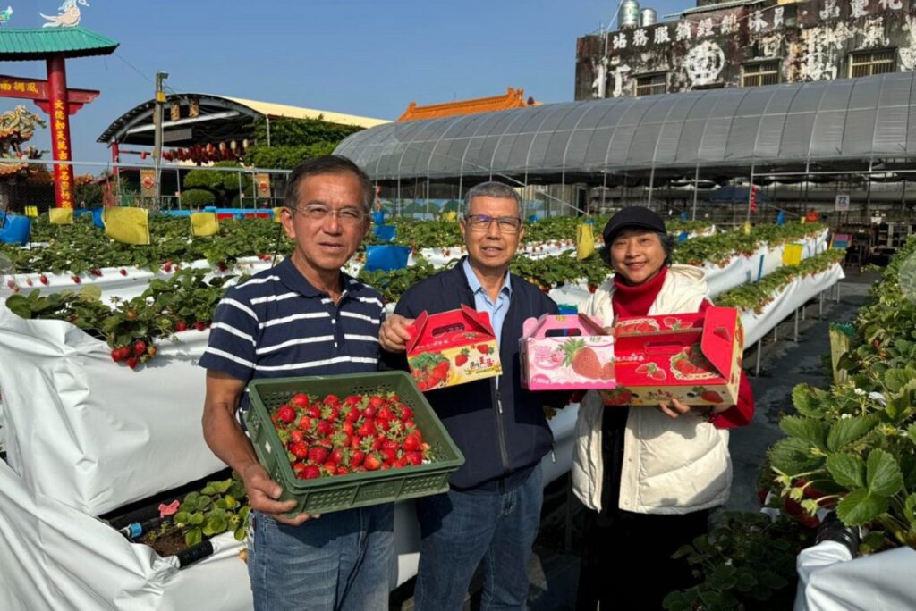 影音／社頭鄉第一座高架無毒友善草莓　芝心園草苺園採草莓不須再彎腰