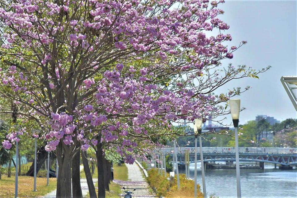 高雄市區洋紅風鈴木綻放　粉嫩花海浪漫掛樹梢