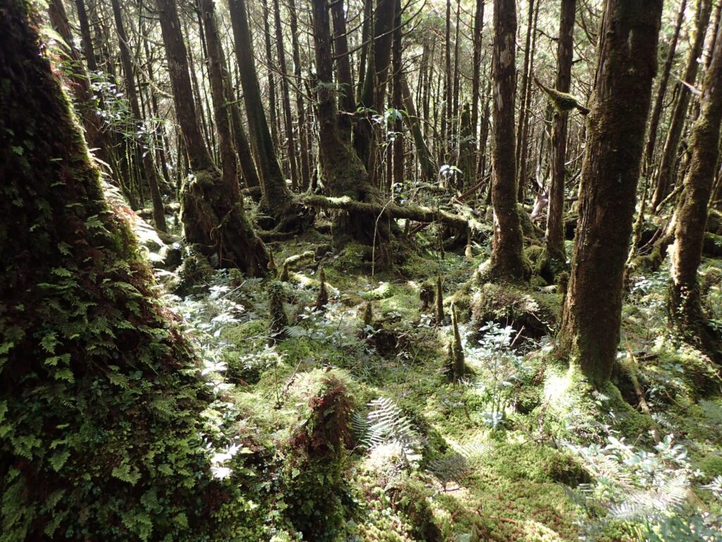 體驗「寂靜山徑」  「玩聲音，聽世界｜森林解憂一日之旅」即起開放報名