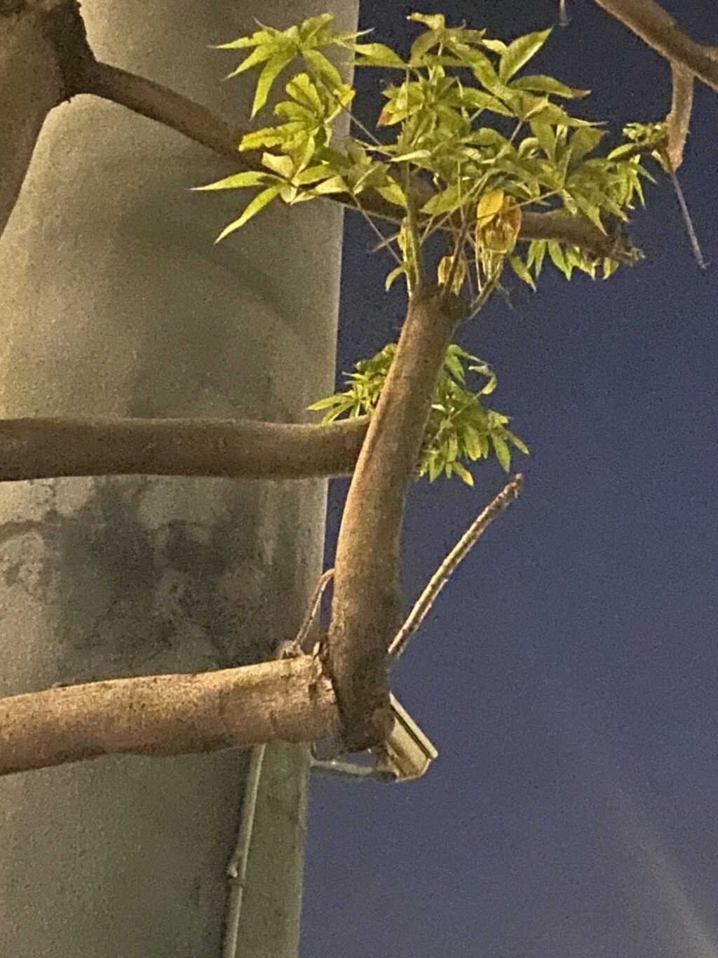 南市府前傳出豬屎味!?　原來是蘋婆開花飄異味