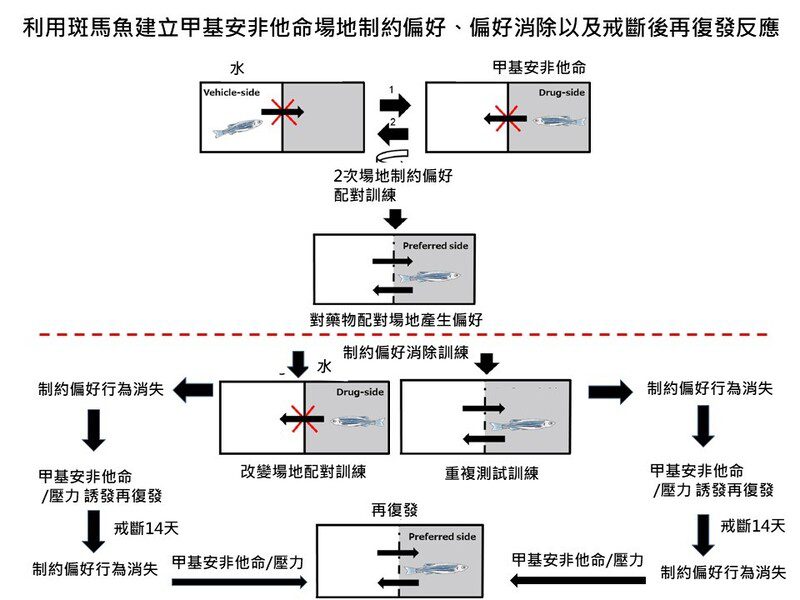 國衛院建立藥物成癮及復發的斑馬魚動物模式 有助藥物成癮研究及治療藥物開發