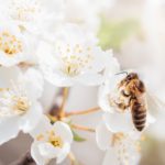 為什麼安潔莉娜裘莉關注養蜂？保育蜜蜂為什麼重要？