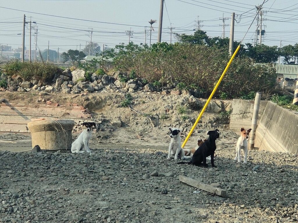 嘉義縣海區三鄉鎮成立遊蕩犬專線　盼緩解人犬衝突