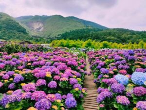 季節限定「繡球花」來了！ 賞花專車來回接駁  大地酒店帶您探索花海之美