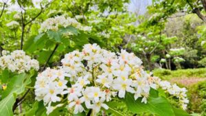 《好客竹縣》賞花攻略　漫遊竹縣踏尋繽紛花海美景