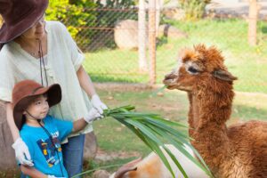 六福村45周年生日派對 動物變裝超優惠 動物導覽、體驗包羅萬象喜愛動物千萬別錯過