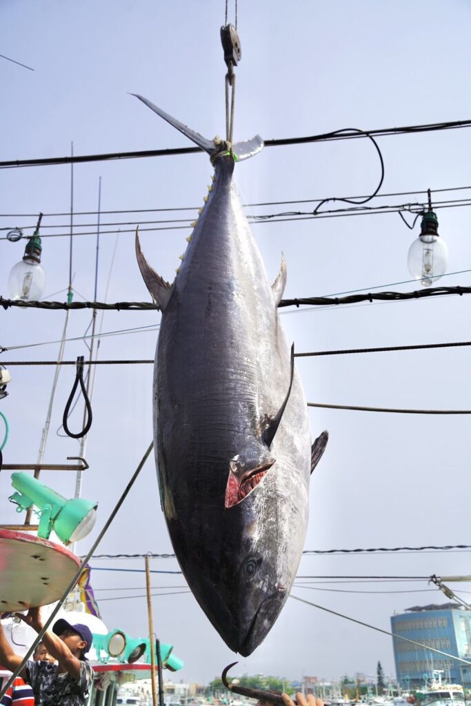 穩定黑鮪魚市場供需及價格　屏縣府促加速興建冷鏈中心