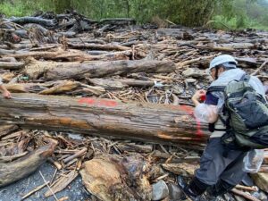 凱米強風豪雨帶出漂流木擱置溪床或海灘　林業保育署呼籲暫勿撿拾漂流木以免觸法