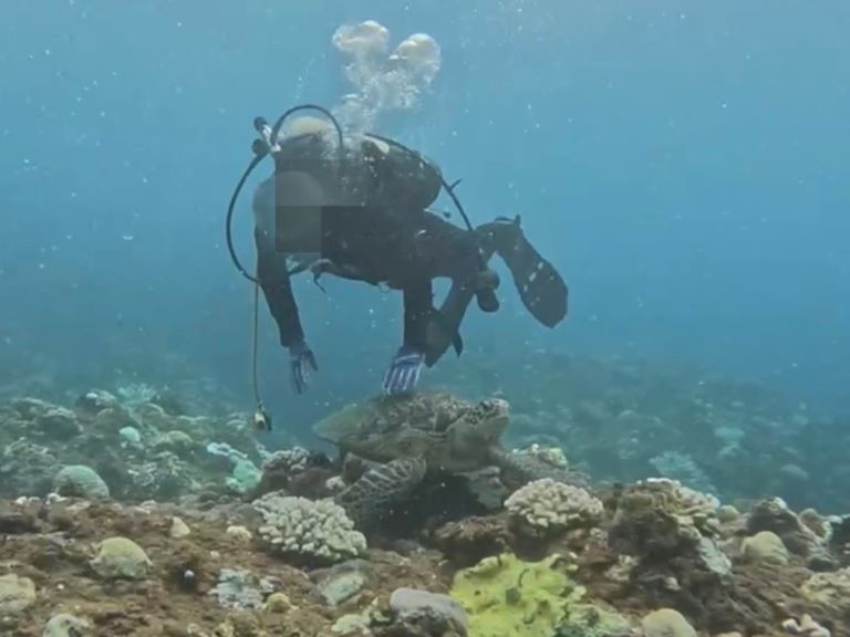 墾丁潛水客違法觸摸海龜　海巡循線追查