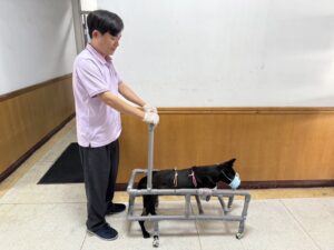 嘉義家畜所救援成功!為斷肢犬隻「酷斯拉」找到新主人