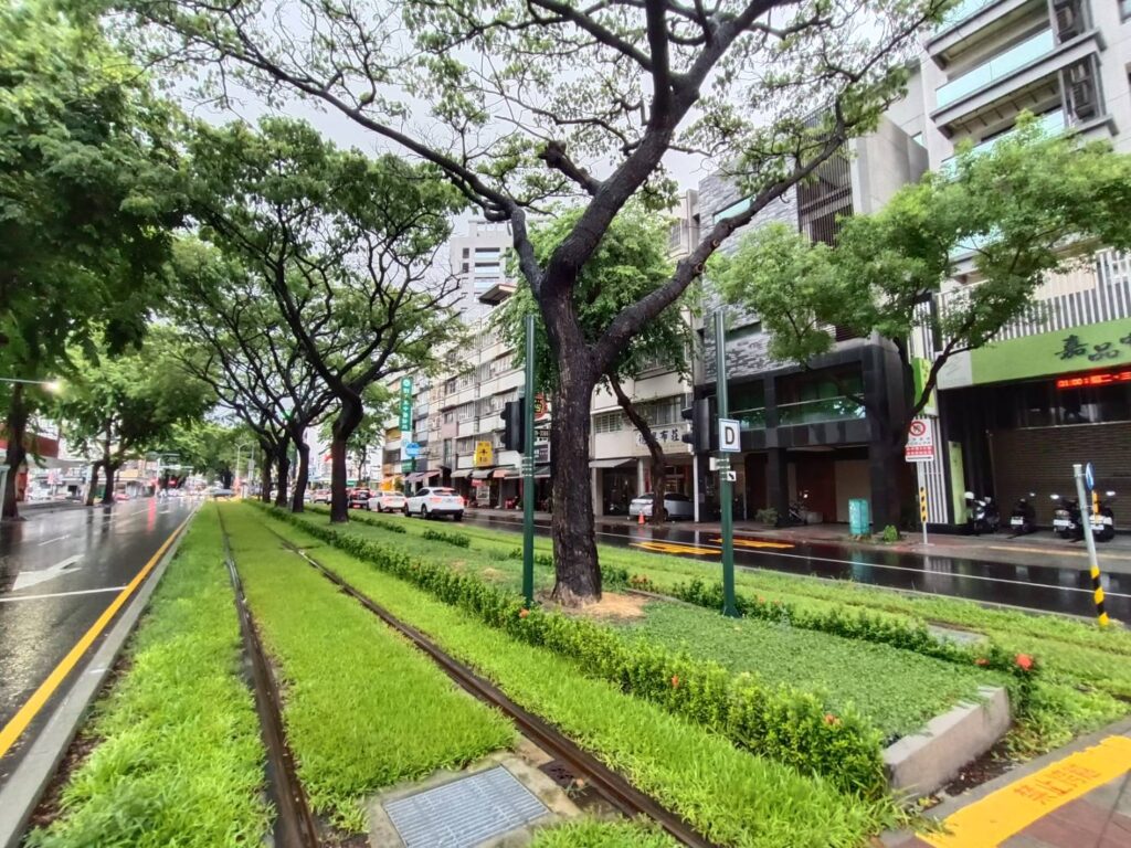 守護綠巨人隧道　輕軌加強沿線防颱護樹整備