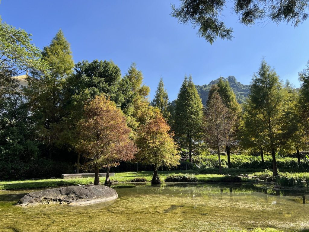 秋冬美景正盛！　后里、南屯、太平落羽松接力轉色　打造城市最詩意風景線！