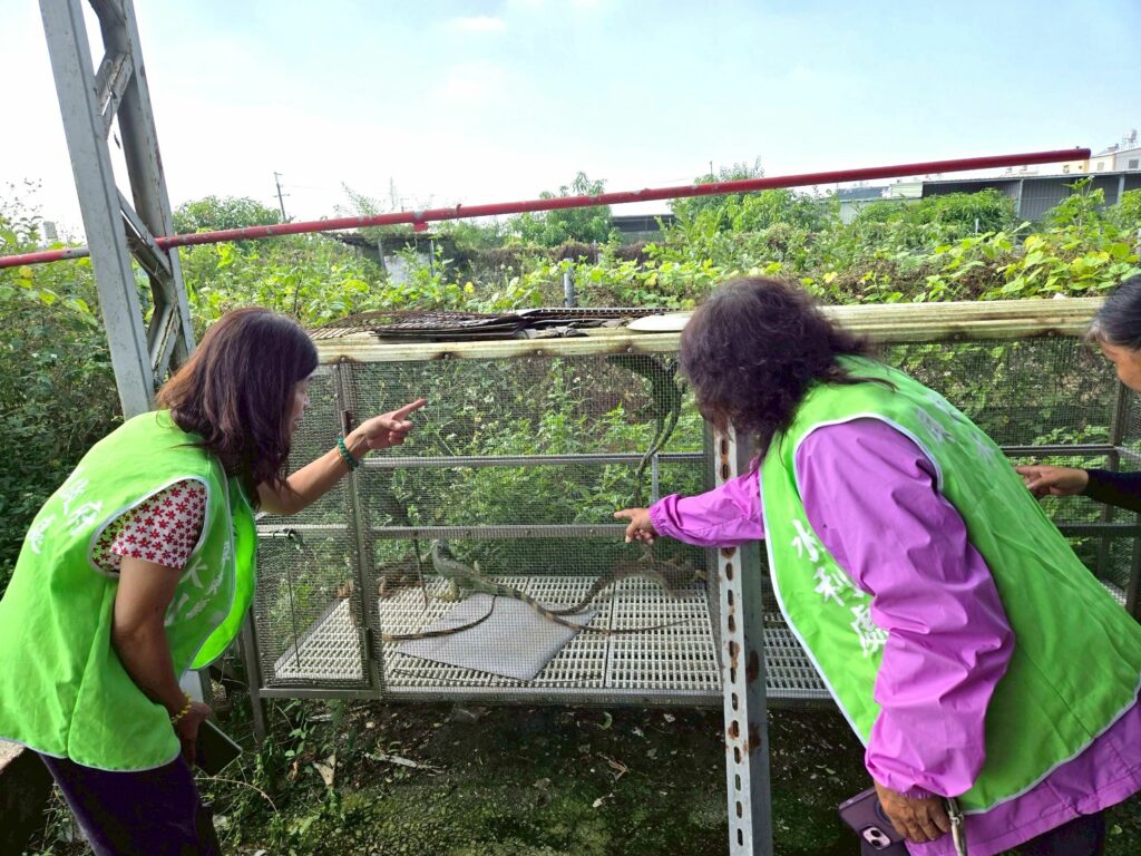 屏縣水利處志工強化綠鬣蜥通報　協助跨域整合再進化
