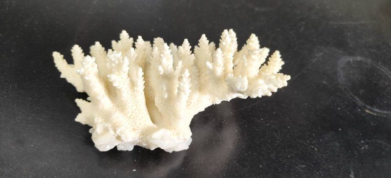 港灣新聞網／中山大學發現超耐熱珊瑚！可做高階骨材　有望改寫全球再生醫學