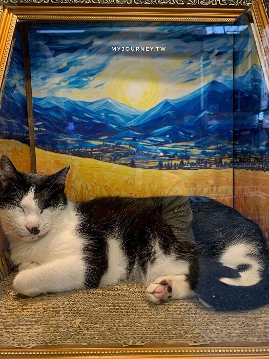 台北最暖「擼貓」秘境！免限時無低消，在「貓咪也瘋狂公益協會」遇見幸福