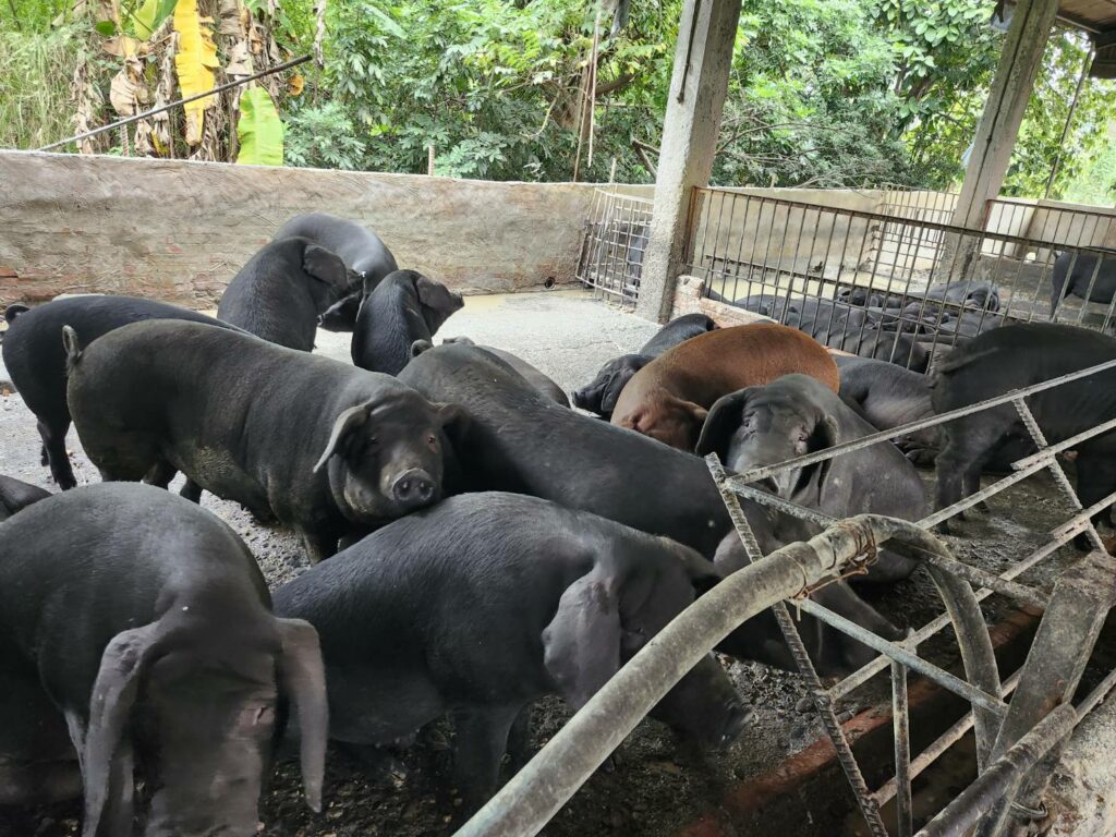 屏縣查獲養豬場餵飼廚餘　依法裁罰即刻封鎖場