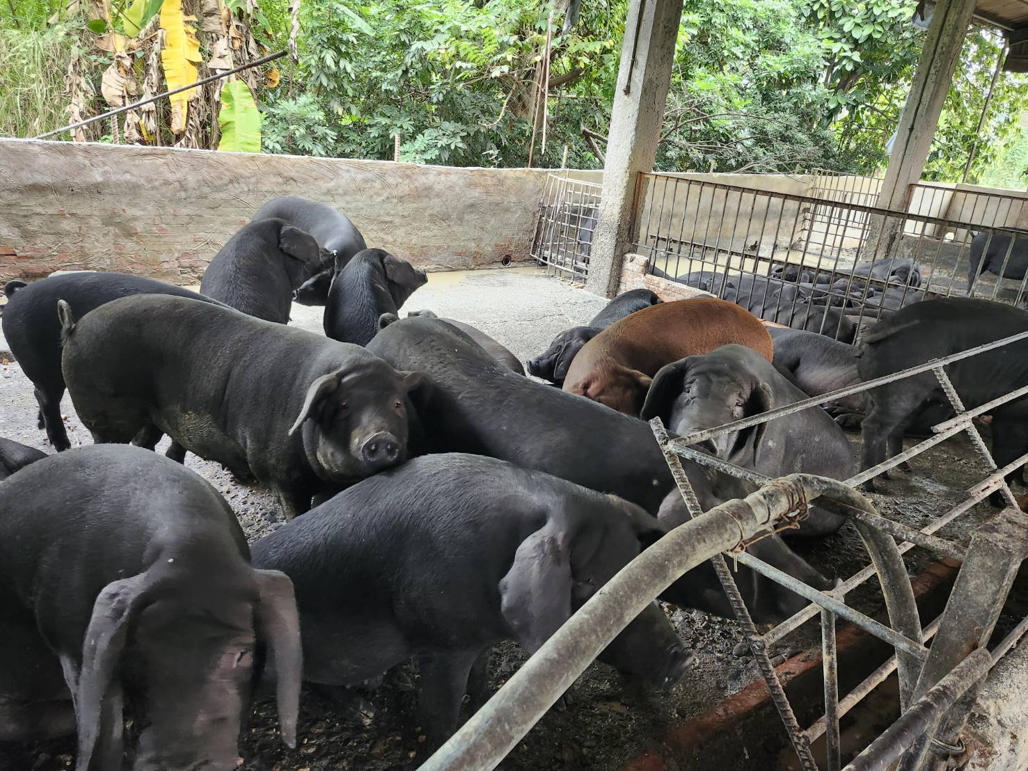 屏縣查獲養豬場餵飼廚餘　依法裁罰即刻封鎖場