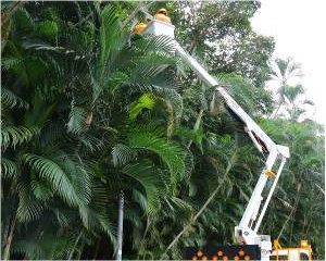 拉滿聖誕氣氛　路燈守護天使點亮台北