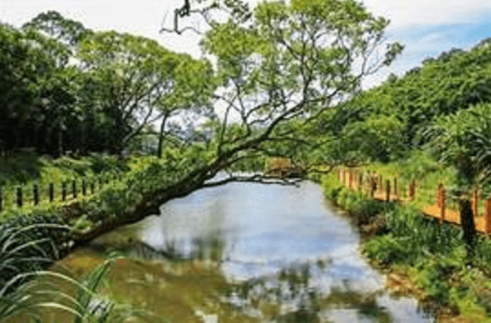 陂塘（池塘）biˊ tongˇ　