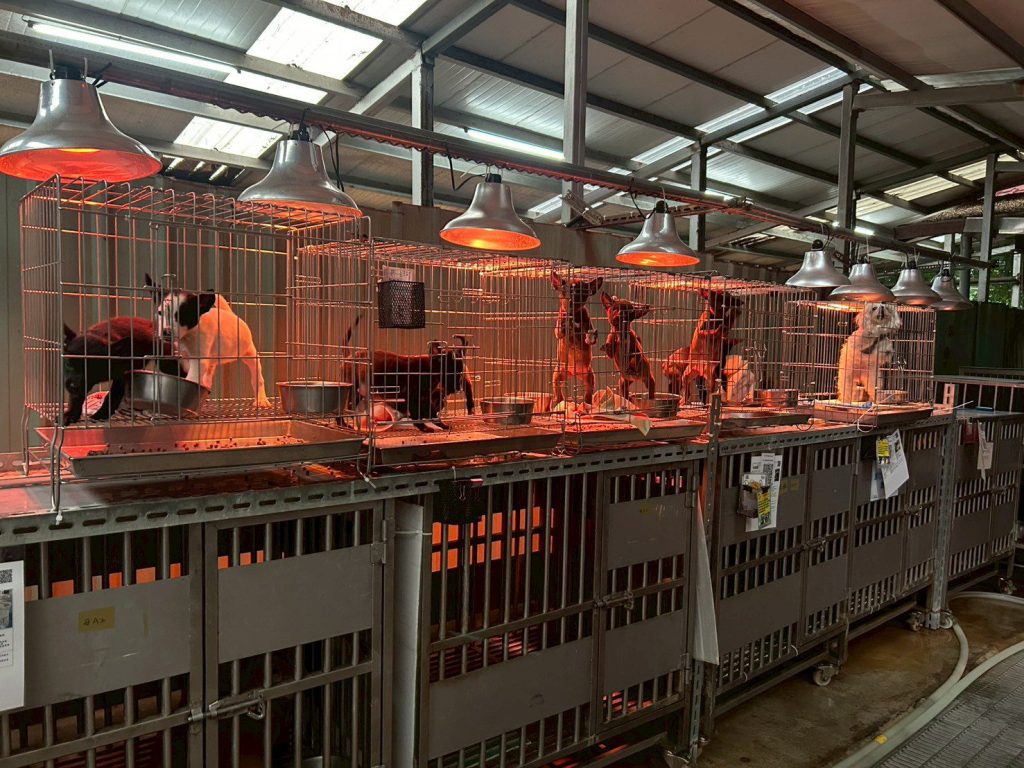 入冬氣溫下降　新北動保處啟動防寒計畫　  暖心照護收容毛寶貝