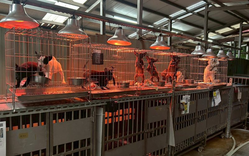 入冬氣溫下降　新北動保處啟動防寒計畫　  暖心照護收容毛寶貝