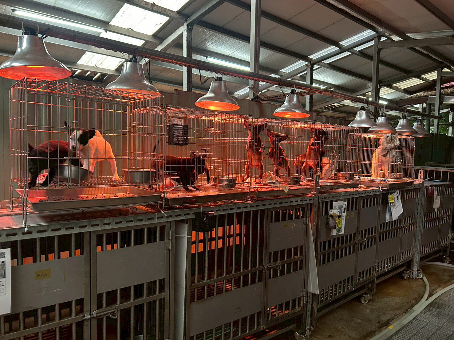 入冬氣溫下降　新北動保處啟動防寒計畫　  暖心照護收容毛寶貝