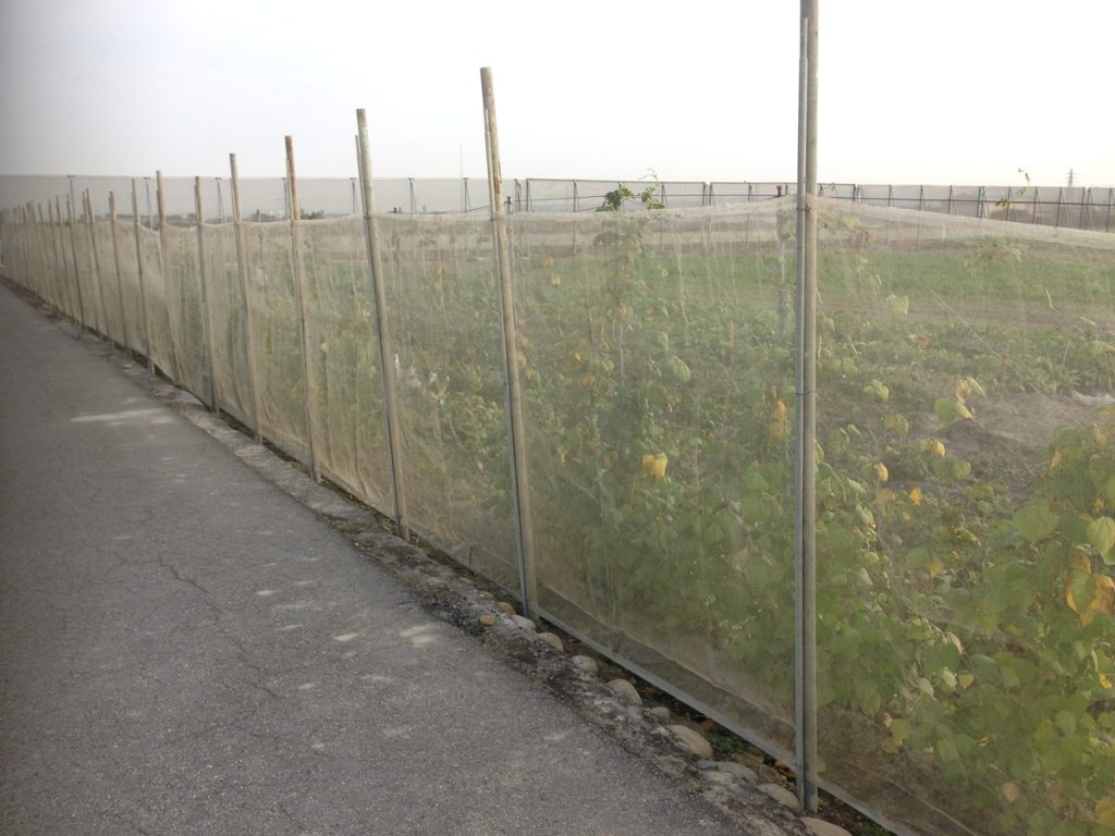 強烈冷氣團來襲  臺中農改場籲請農友提前做好作物防寒措施