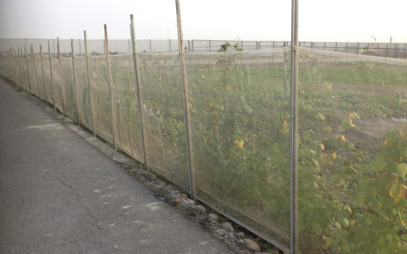 強烈冷氣團來襲  臺中農改場籲請農友提前做好作物防寒措施