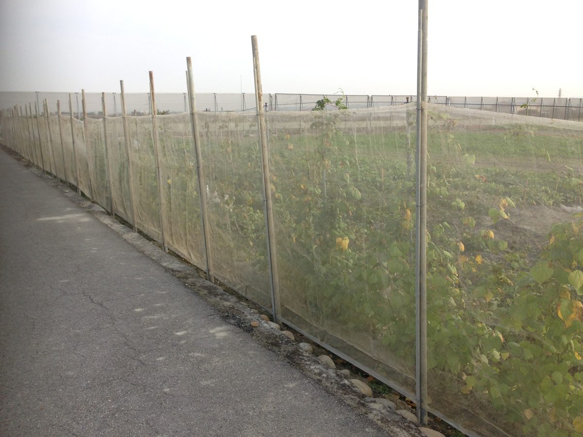 強烈冷氣團來襲  臺中農改場籲請農友提前做好作物防寒措施