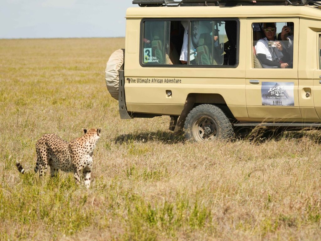 非洲篇震撼登場與獅子 獵豹 鬣狗比鄰而居 大草原景色激動落淚