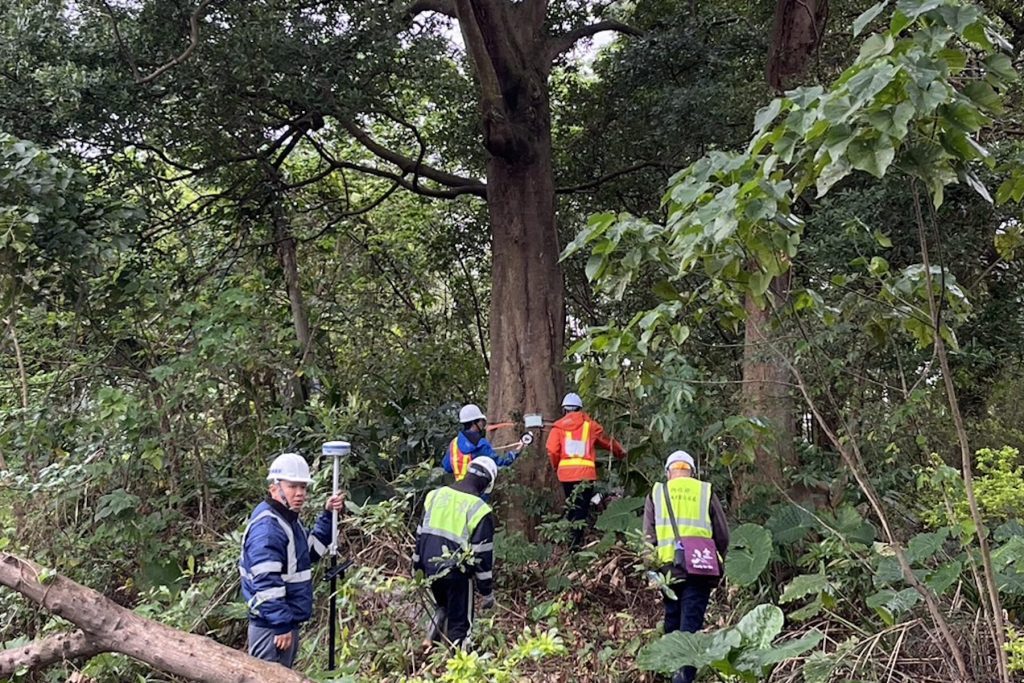 新北樹保大會通過土城司法園區老樹移植     首創延長養護期至 5 年監測