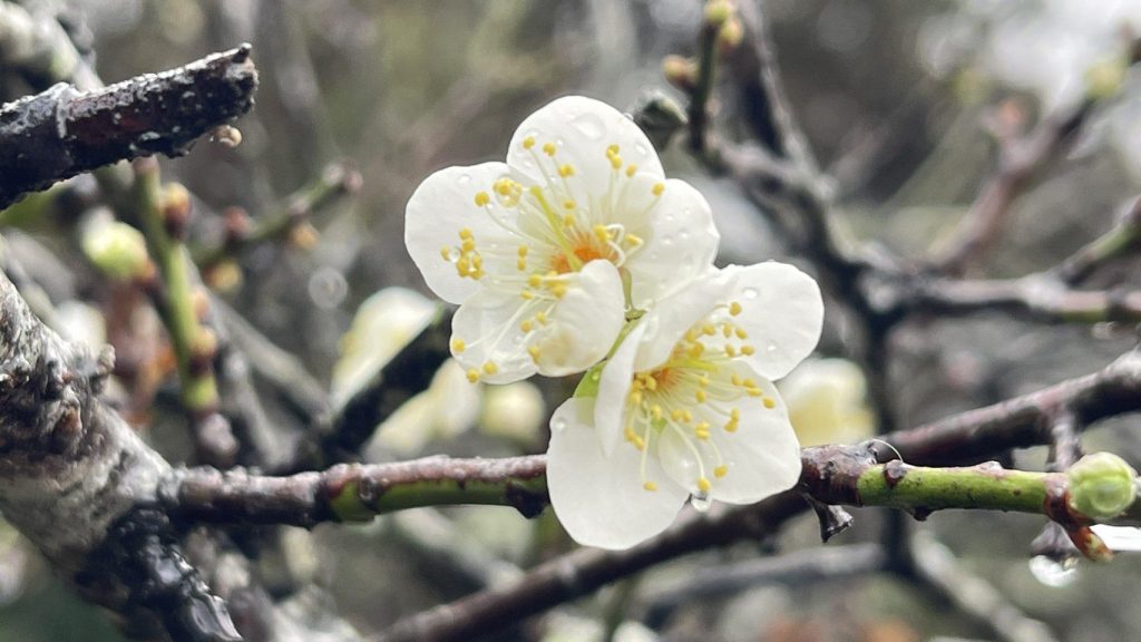南投縣信義鄉「踏雪尋梅」活動　今27日盛大登場
