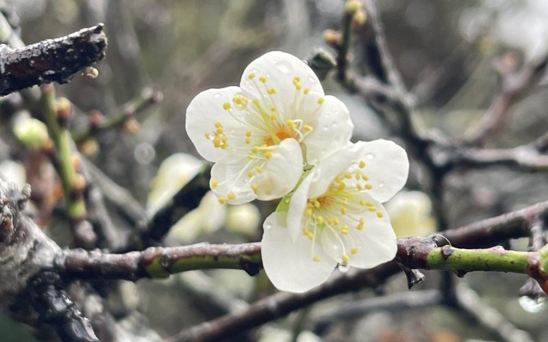 南投縣信義鄉「踏雪尋梅」活動　今27日盛大登場