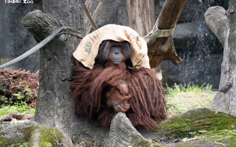冷氣團來襲動物園禦寒有方　保溫燈、高熱量飲食助動物過冬