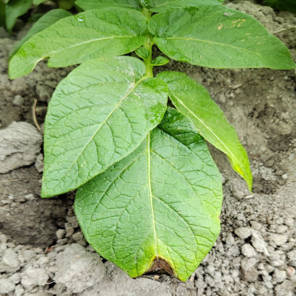 冷濕天氣將至中部馬鈴薯晚疫病風險升高  農改場籲請農友提前防範