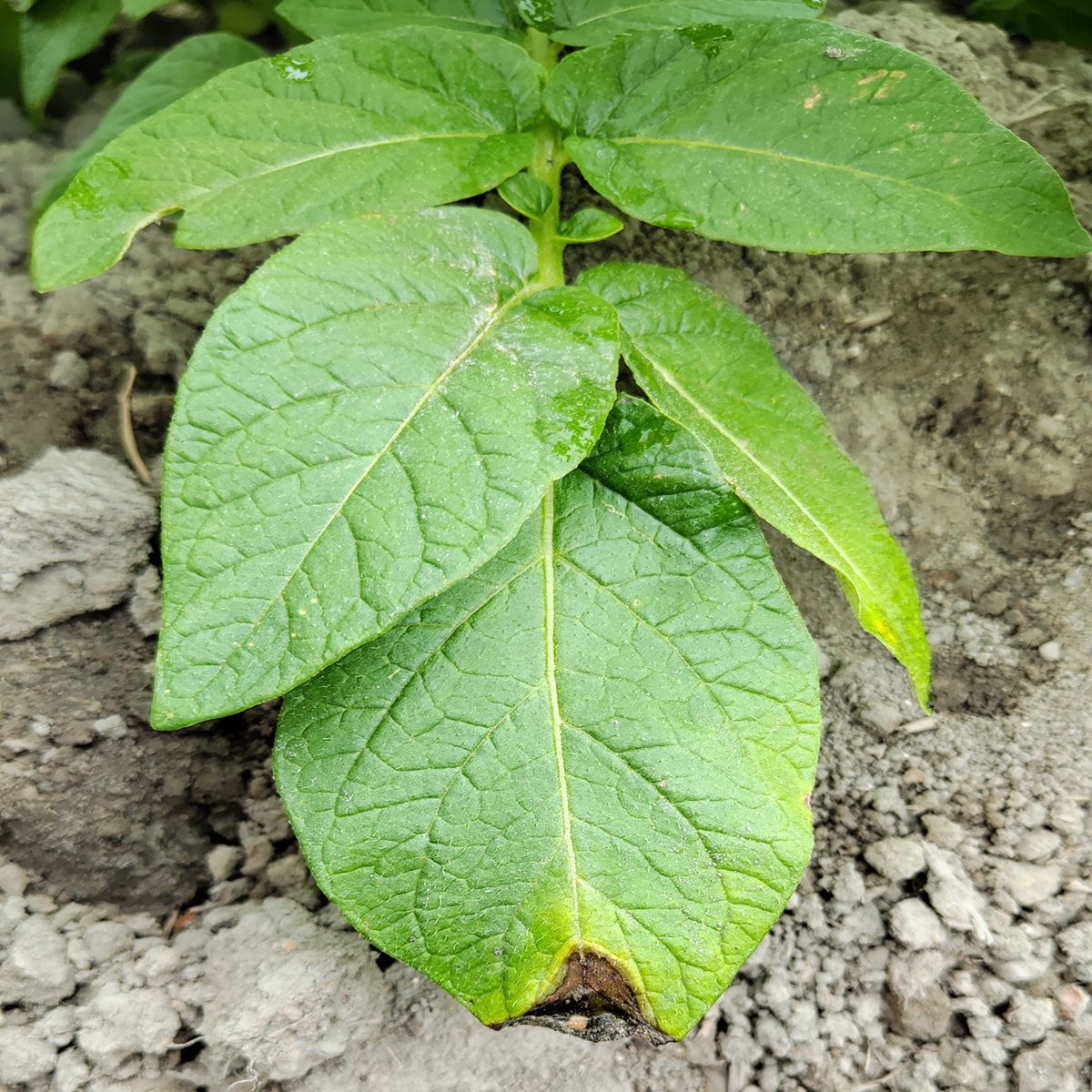 冷濕天氣將至中部馬鈴薯晚疫病風險升高  農改場籲請農友提前防範