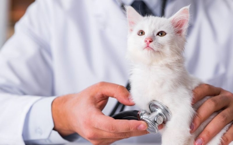 星寵控股攜手華南金控 推出「寵物信託」金融監管 × 預防醫學，一站式守護毛孩