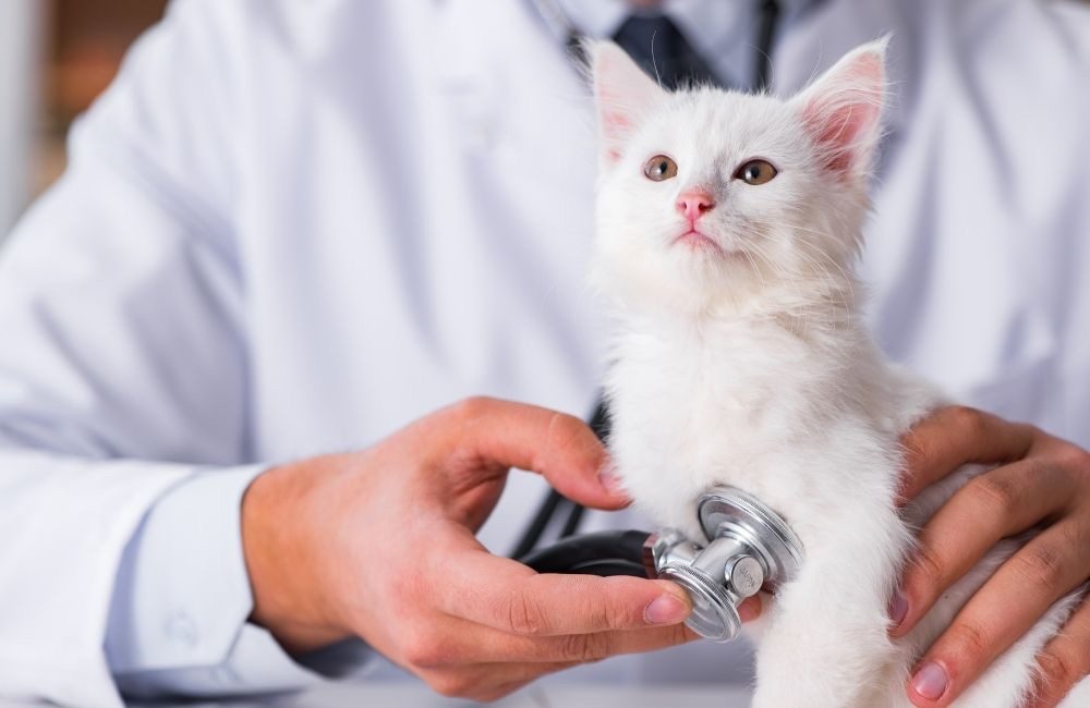 星寵控股股份有限公司攜手華南銀行   佈局寵物信託市場