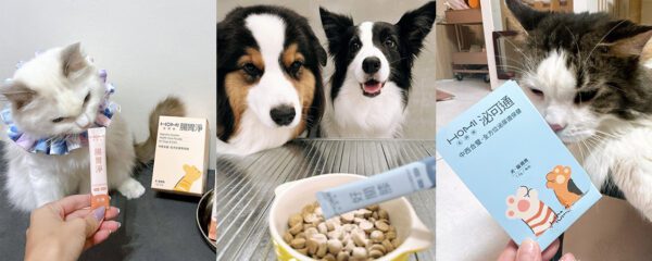 讓中醫進入毛孩生活——HOMI毛與家以五行智慧打造日常照護新選擇