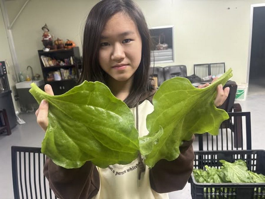 影音/高經濟當紅蔬菜 農場種出巨無霸冰花