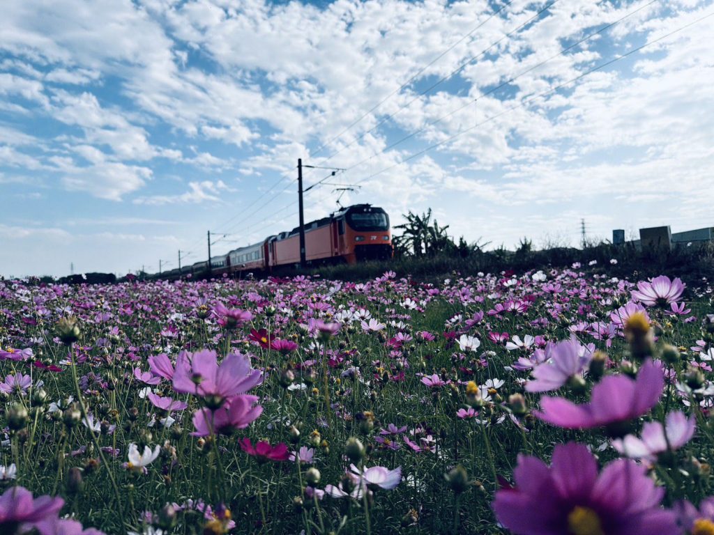 台中推動冬季景觀綠肥　打造海線鐵道花田風光