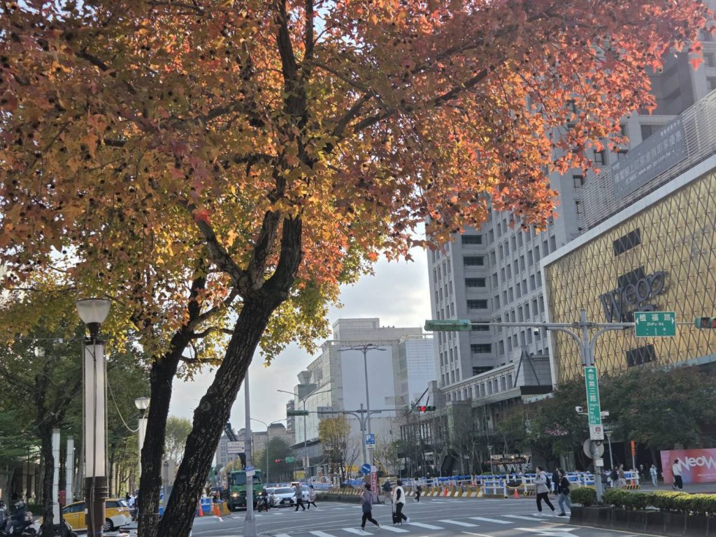 冬天裡的一把火　北市楓香染紅迎新年