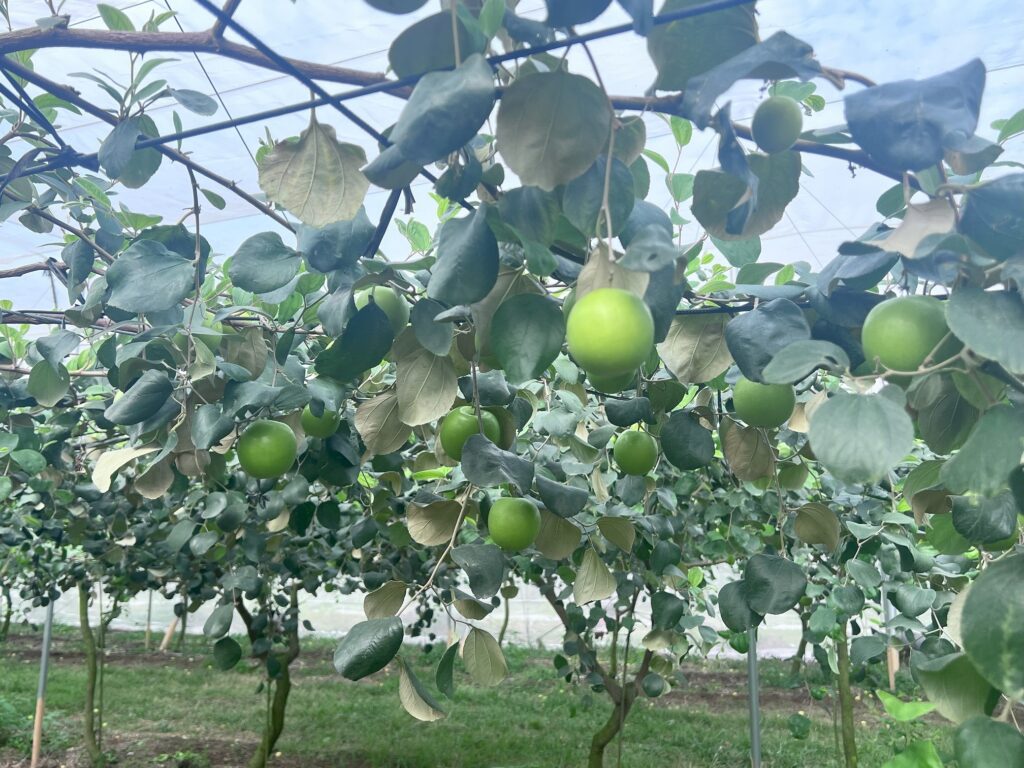 季節限定的甜脆滋味　棗搶鮮好時機