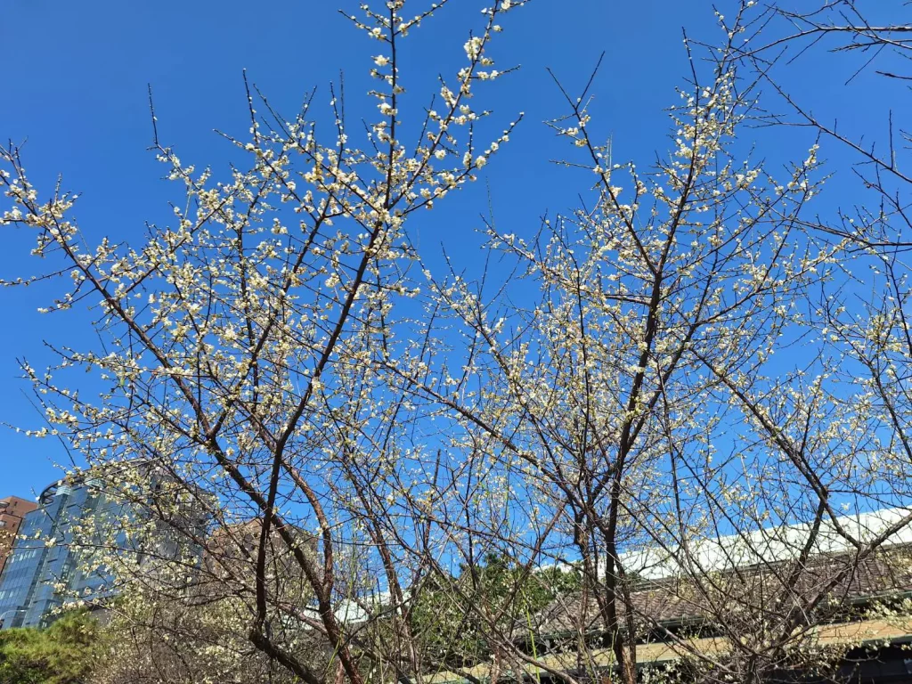 賞梅時節　逸仙、奇岩公園梅花喜報春