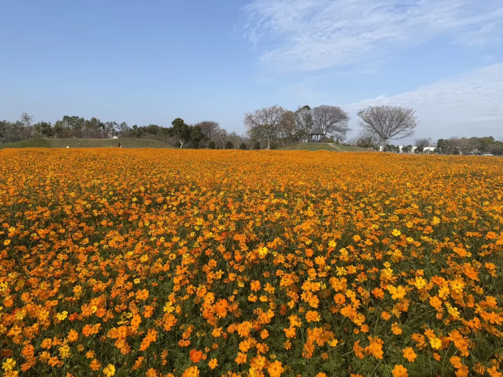 春節賞花首選「后里環保公園」！ 　黃波斯菊、向日葵接力登場 喜迎馬年好去處