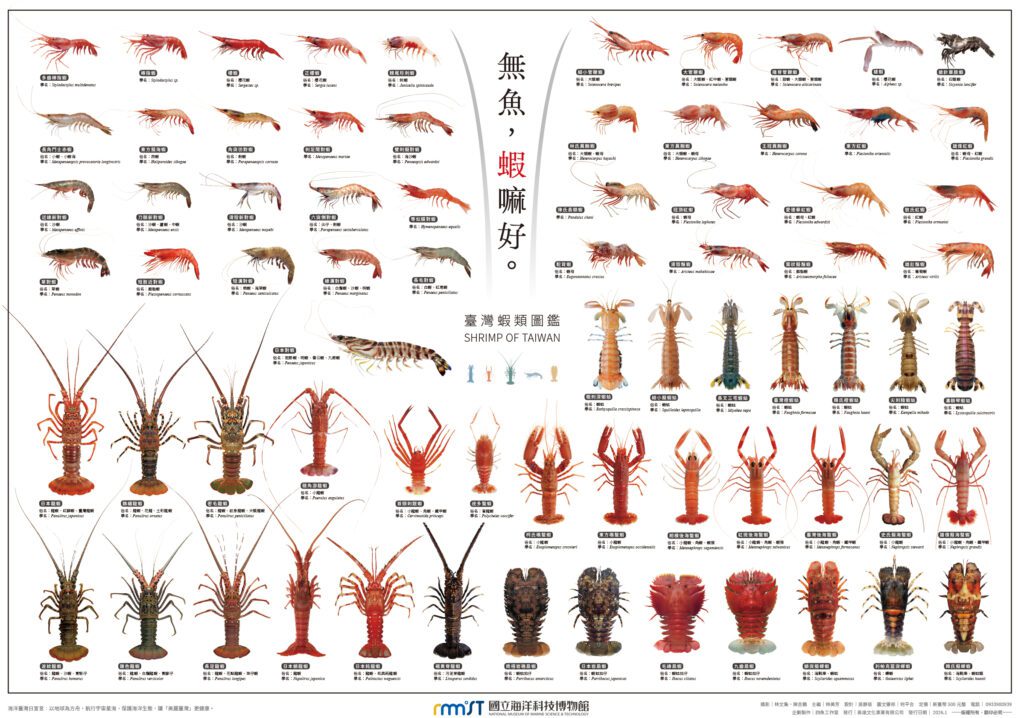 從餐桌美味「無魚，蝦嘛好」認識大海裡的奧秘 國立海洋科技博物館攜手高遠文化推出《臺灣蝦類圖鑑》海報